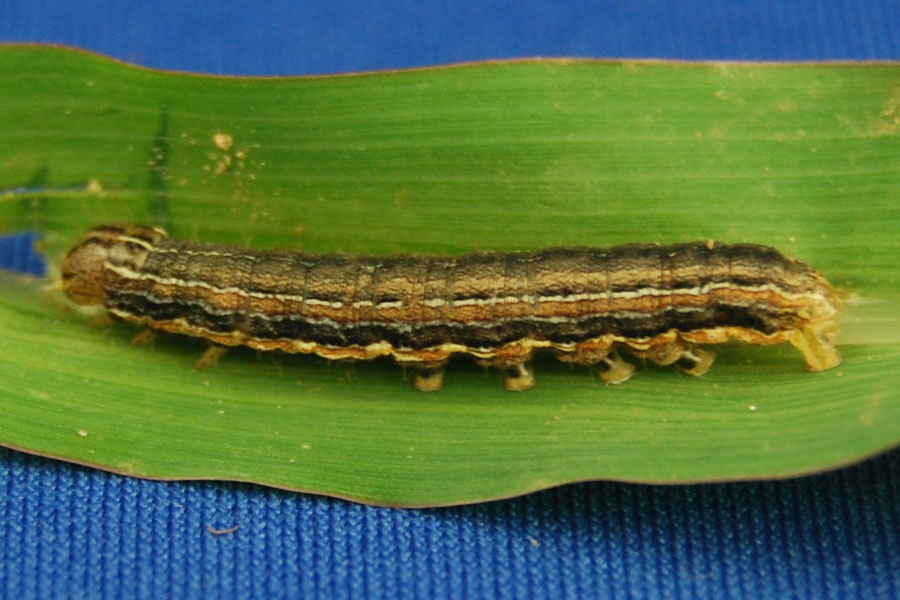 Army Worm