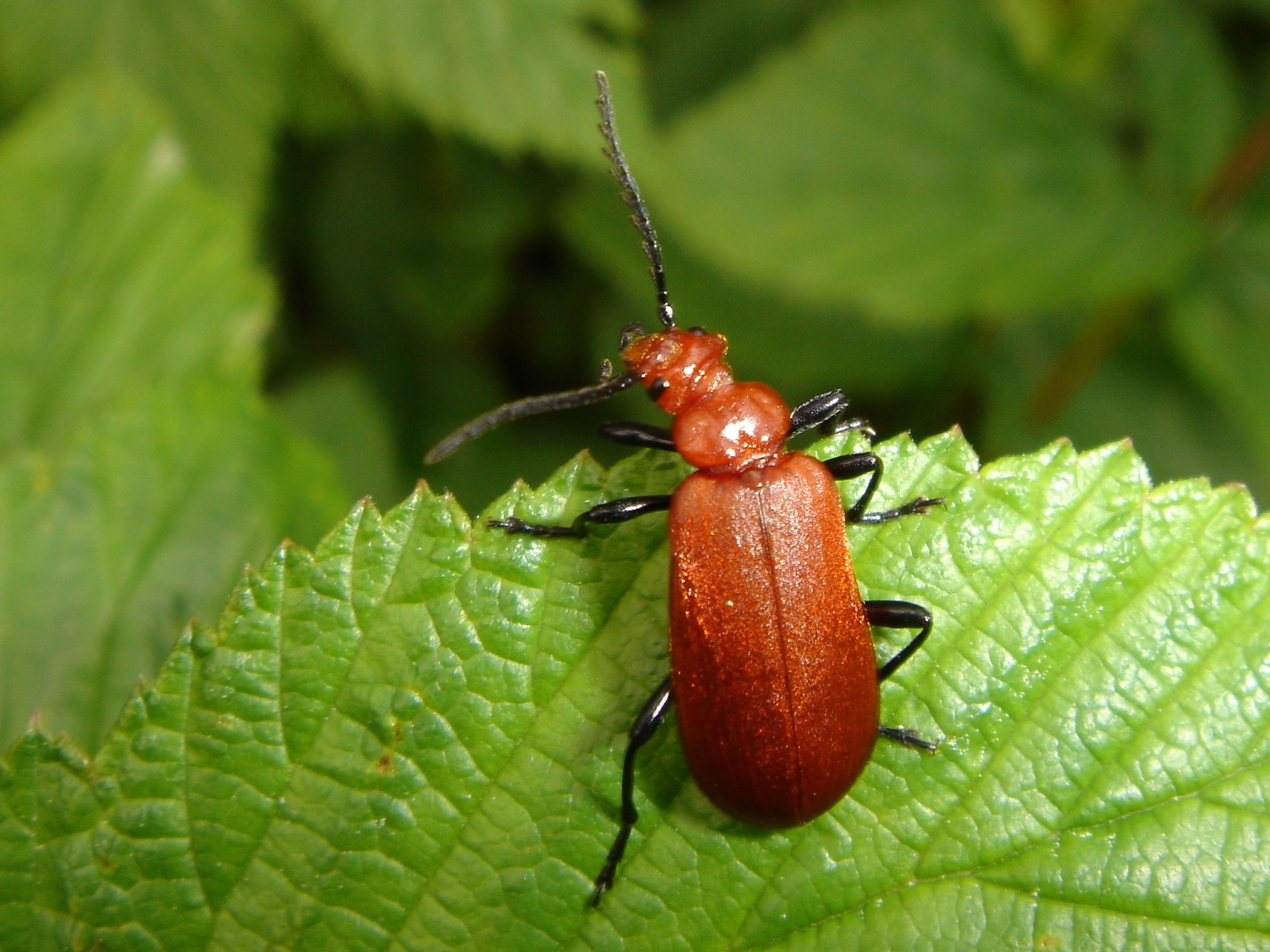 Beetle